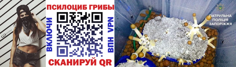 где найти   Томмот  Псилоцибиновые грибы Cubensis 